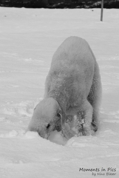 Airis Blue Volshebny Svet 2010-01-31 (14).JPG